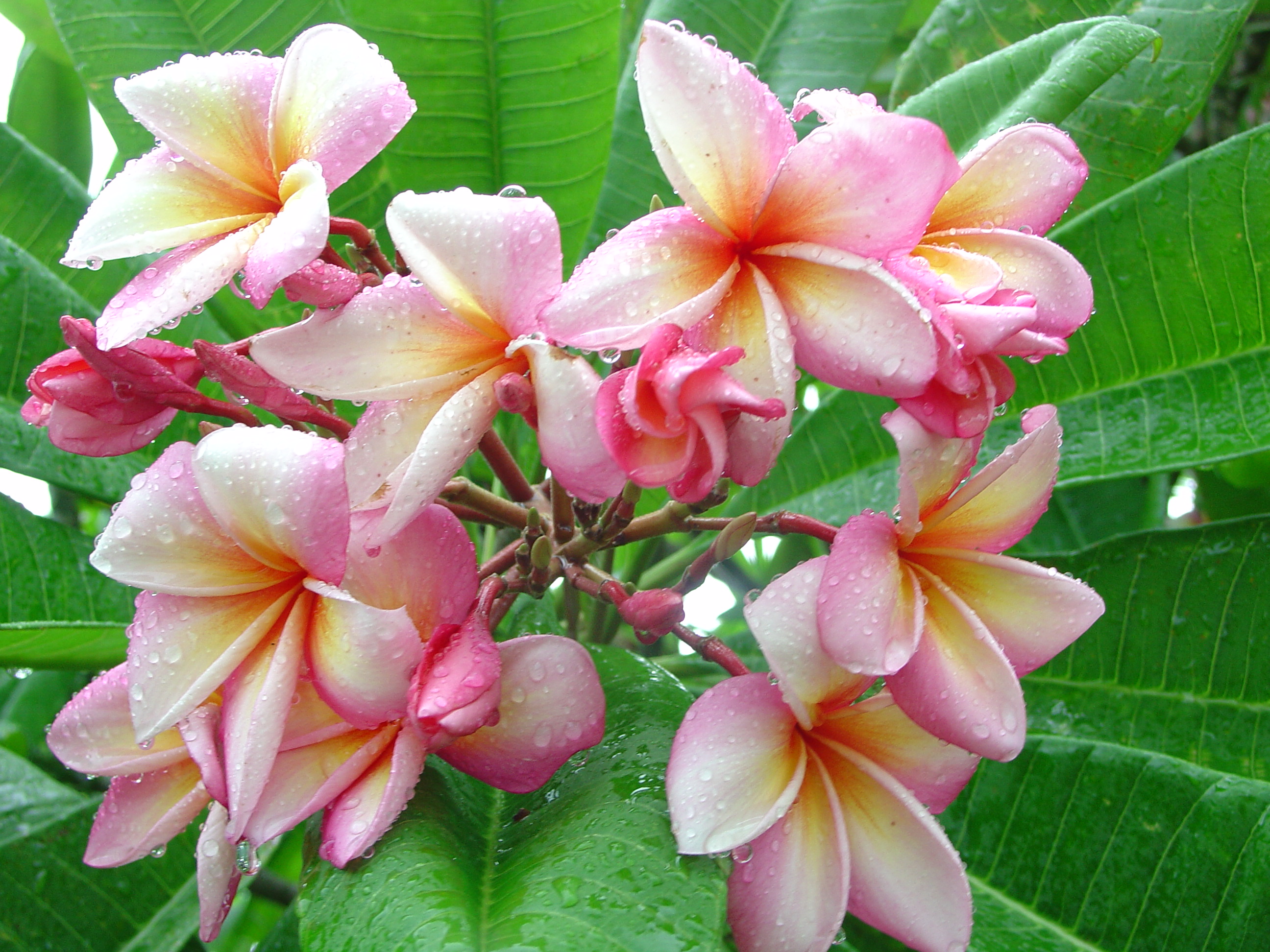 Tahitian Sunset plumeria photo