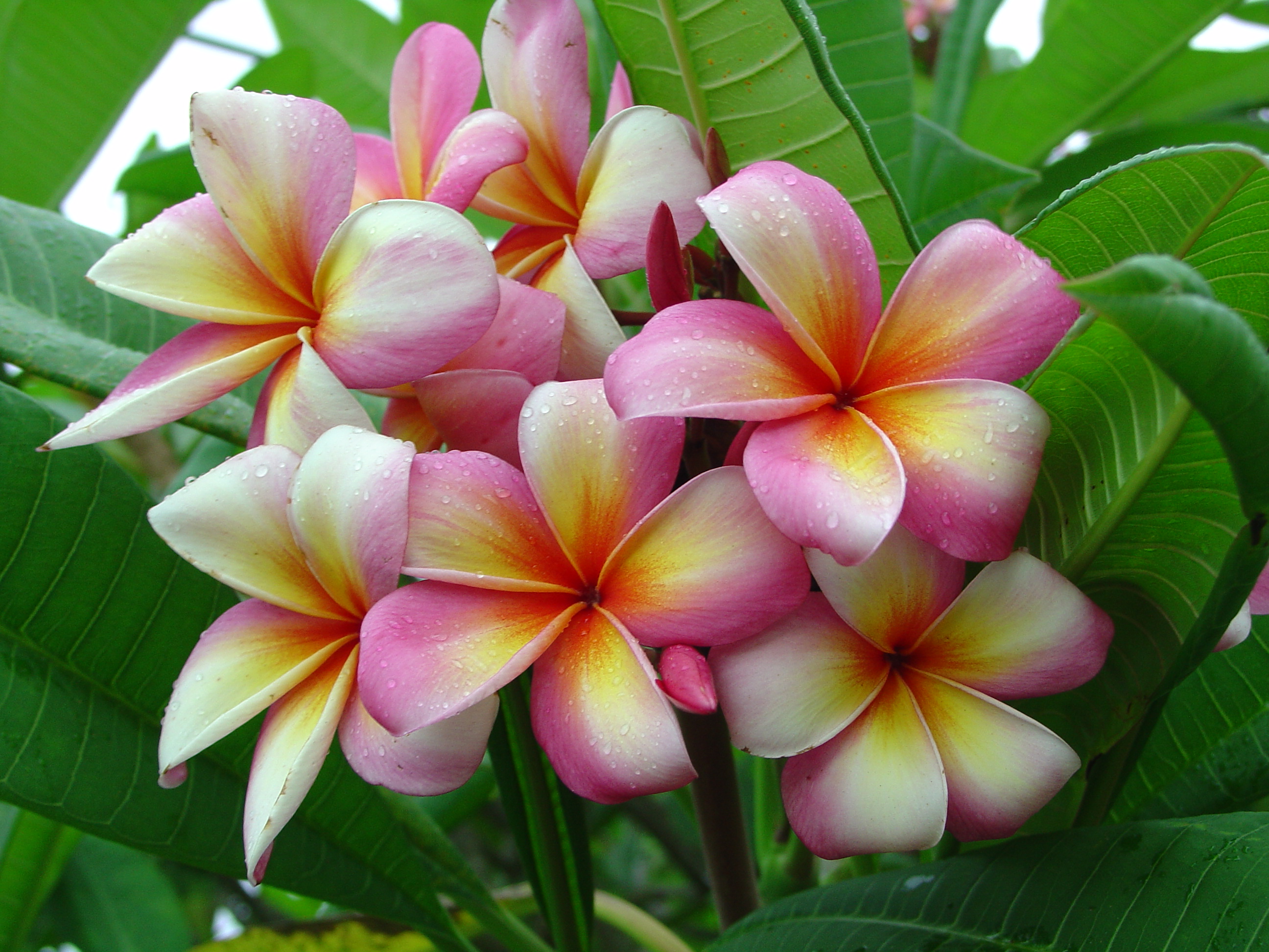 Tahitian Sunset plumeria photo