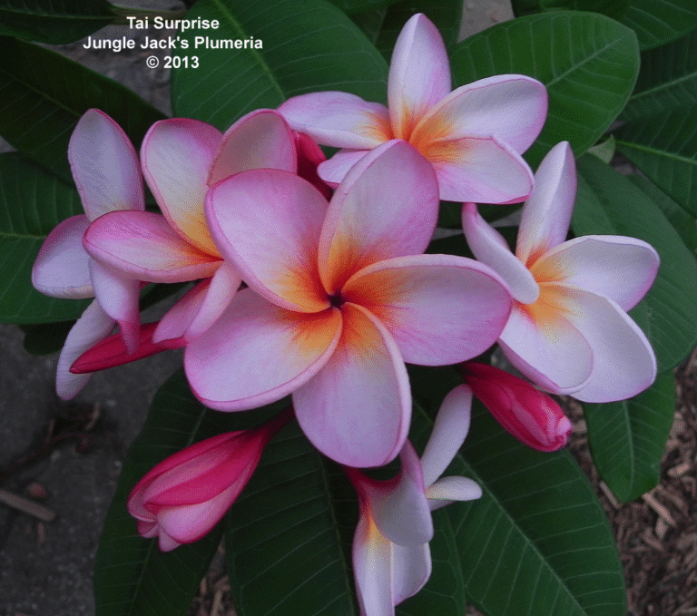 Tai Surprise plumeria flower