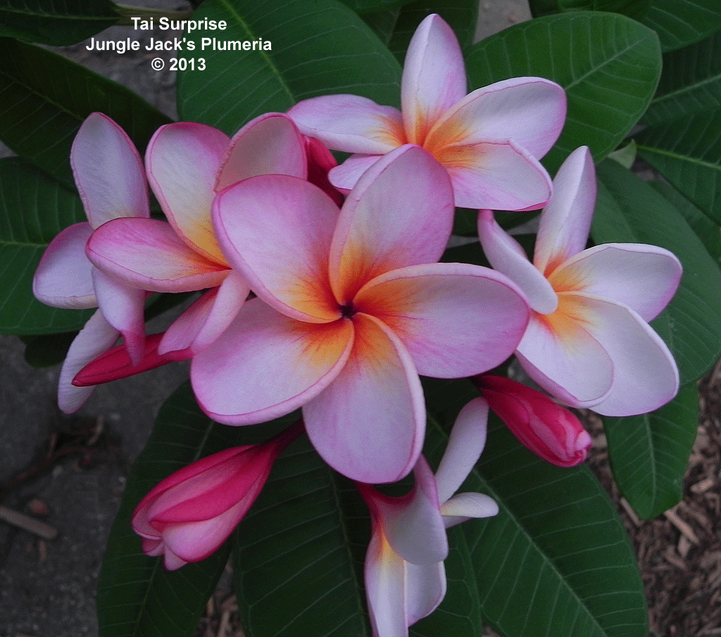 Tai Surprise plumeria photo