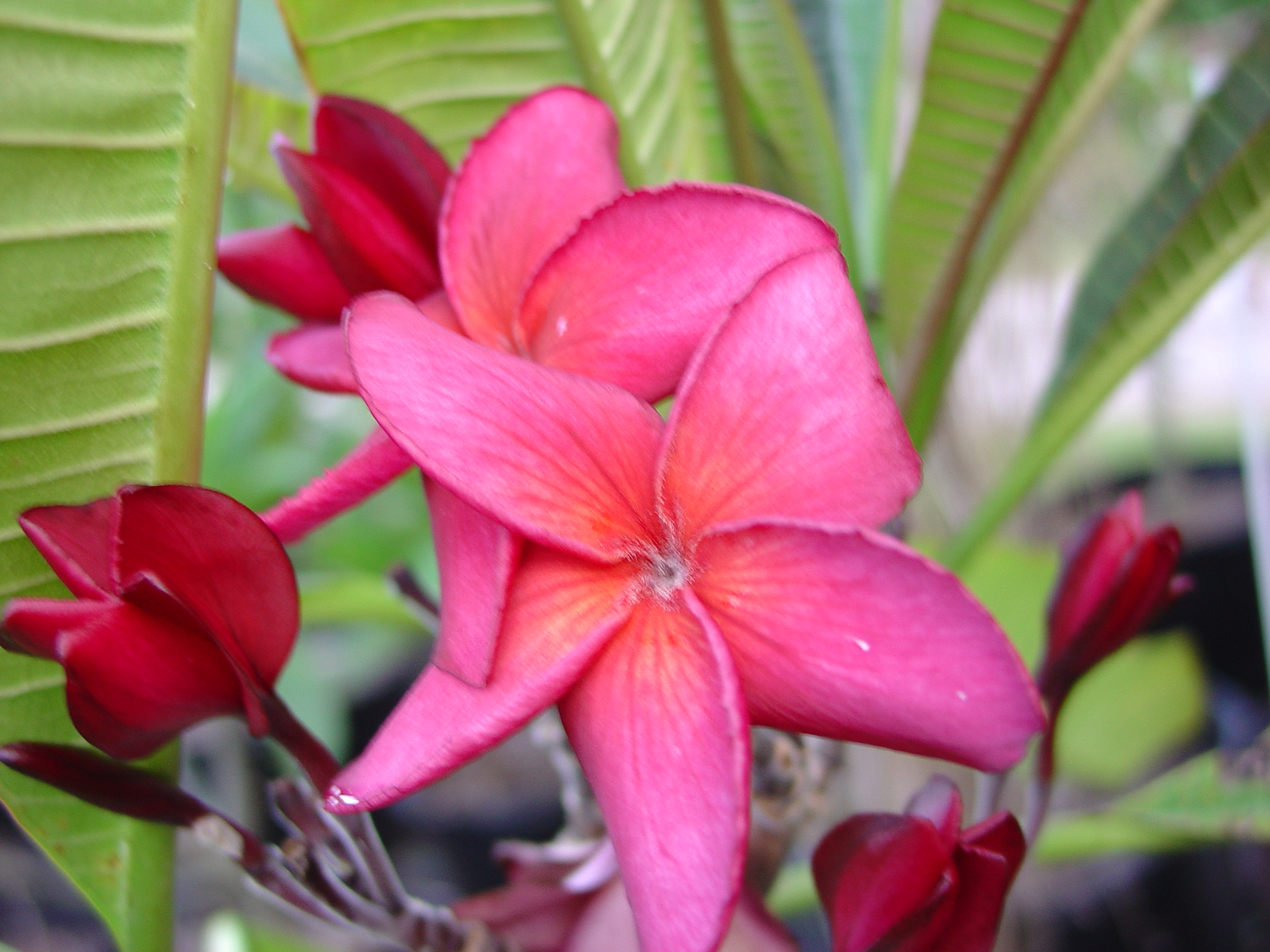 Teaberry plumeria photo