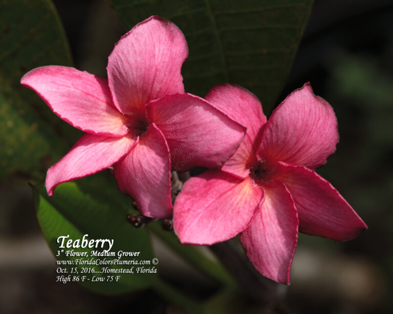Teaberry plumeria photo