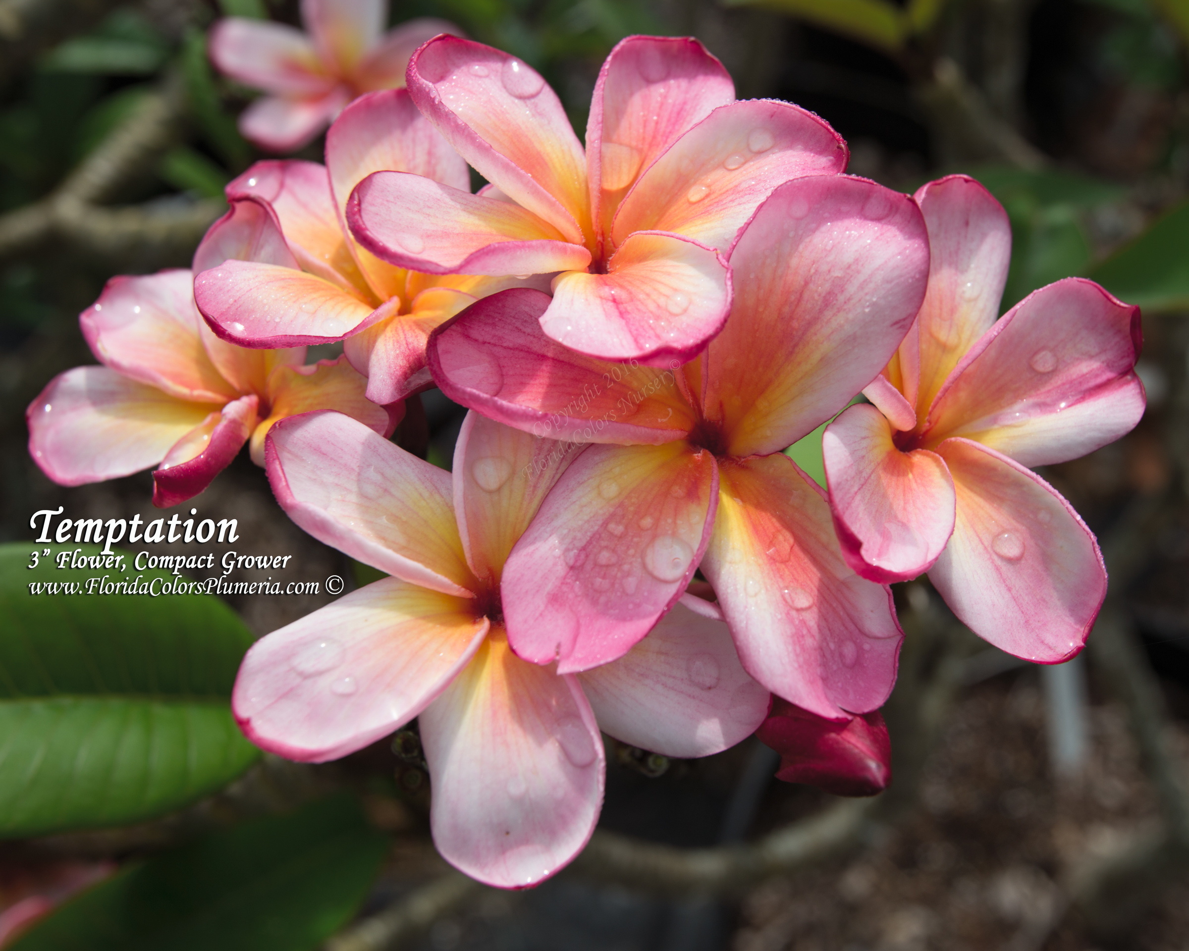 Pc 33 plumeria photo