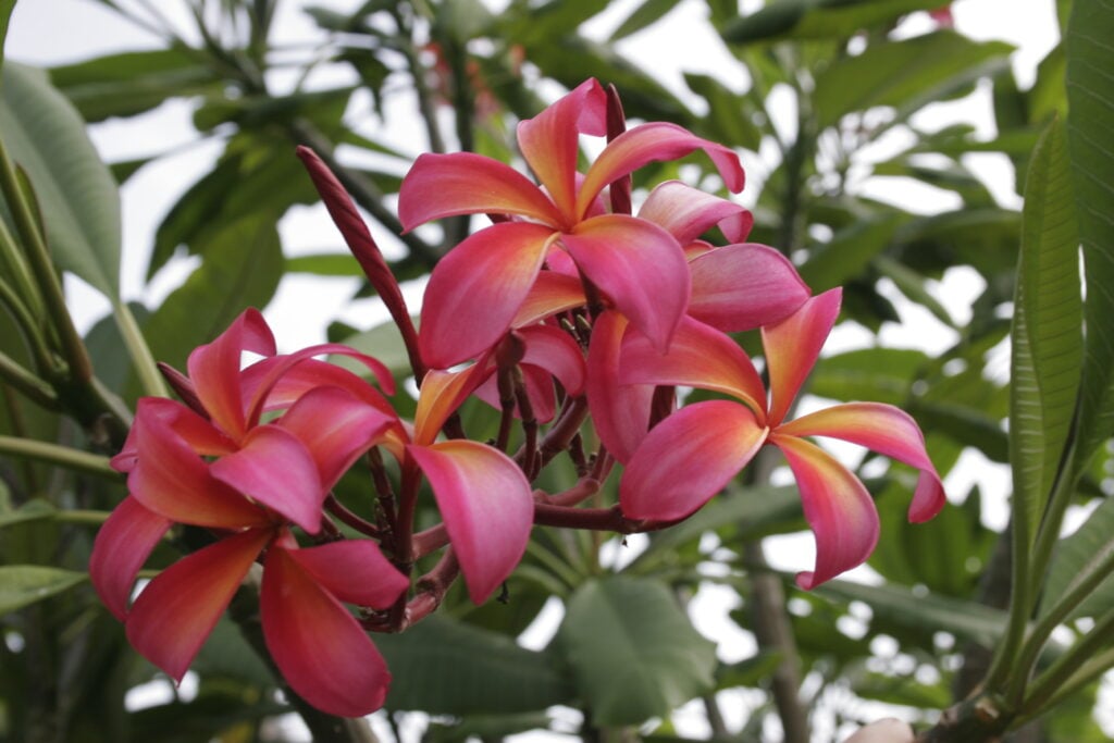 Teresa Wilder plumeria photo