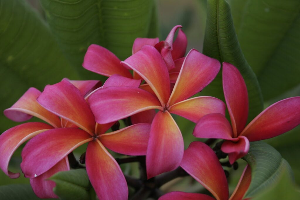 Teresa Wilder plumeria photo