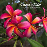 Teresa Wilder photo preview