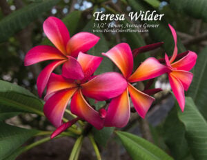 Teresa Wilder plumeria