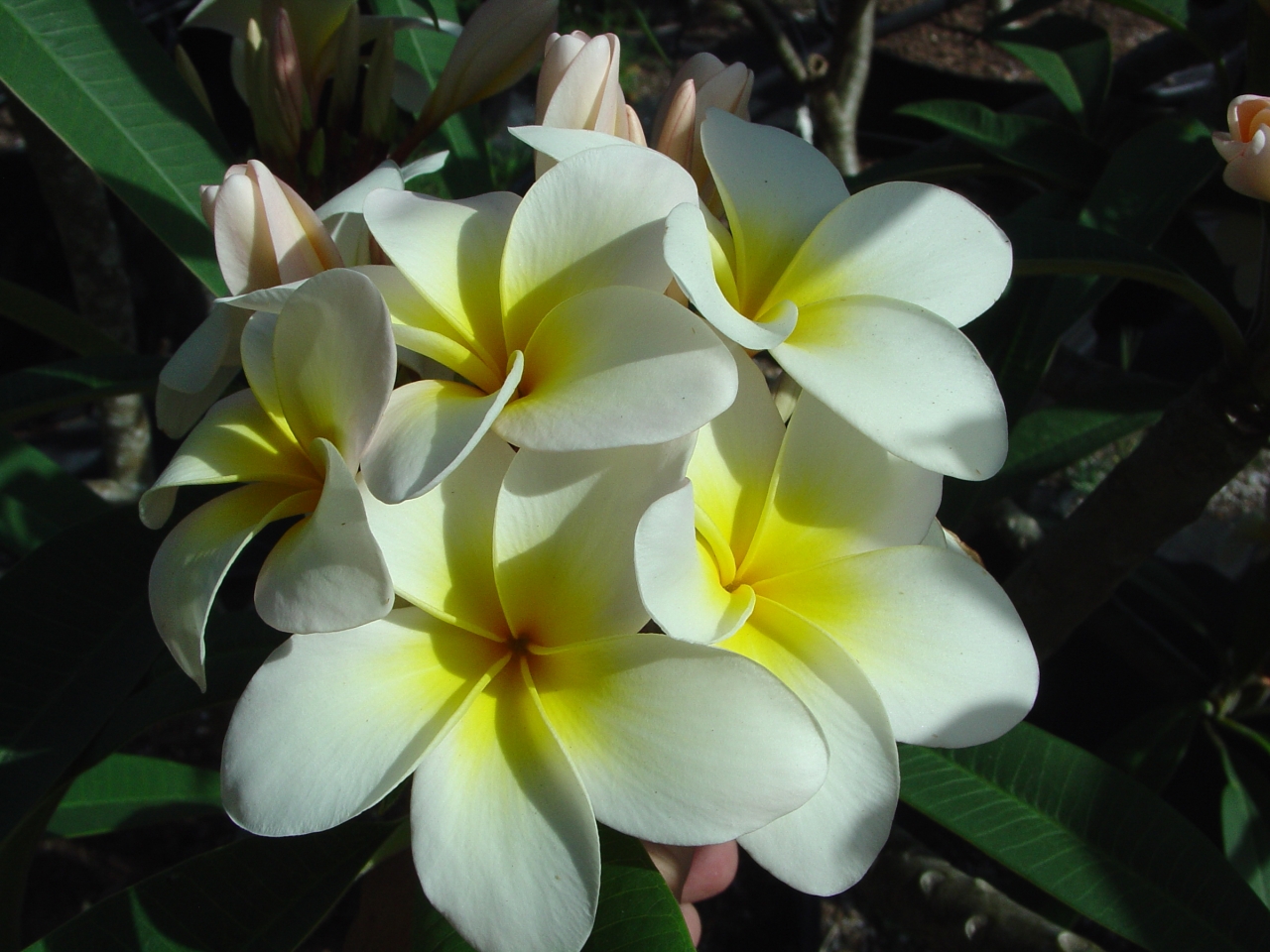 Tex Huestis plumeria photo