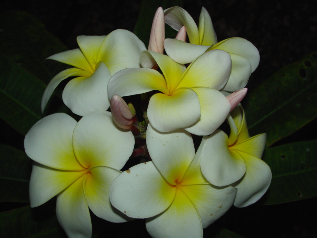 Tex Huestis plumeria photo