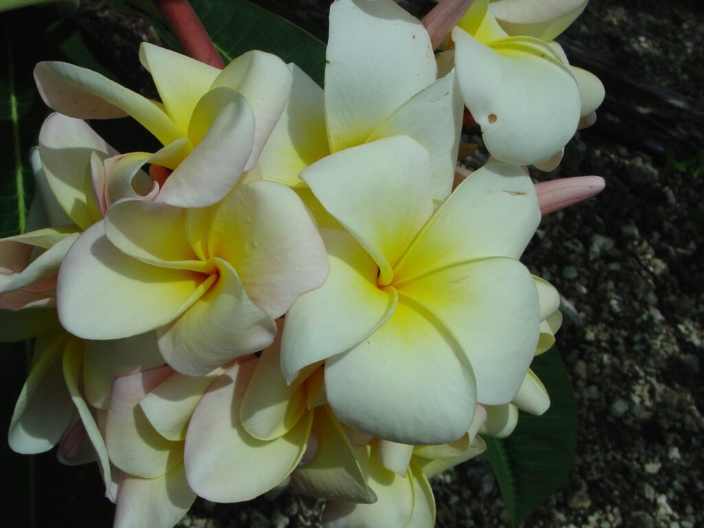 Tex Huestis plumeria photo