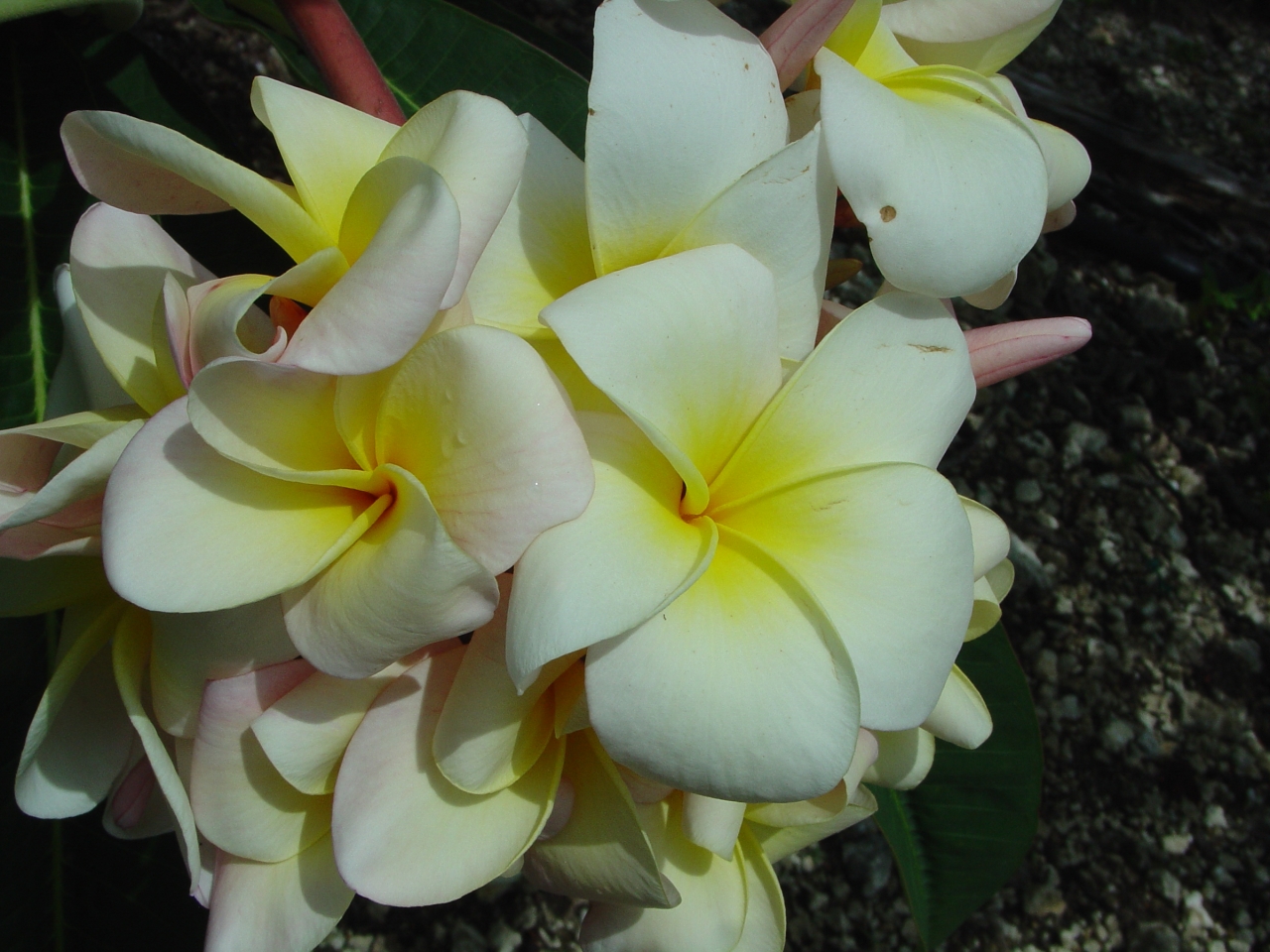 Tex Huestis plumeria photo