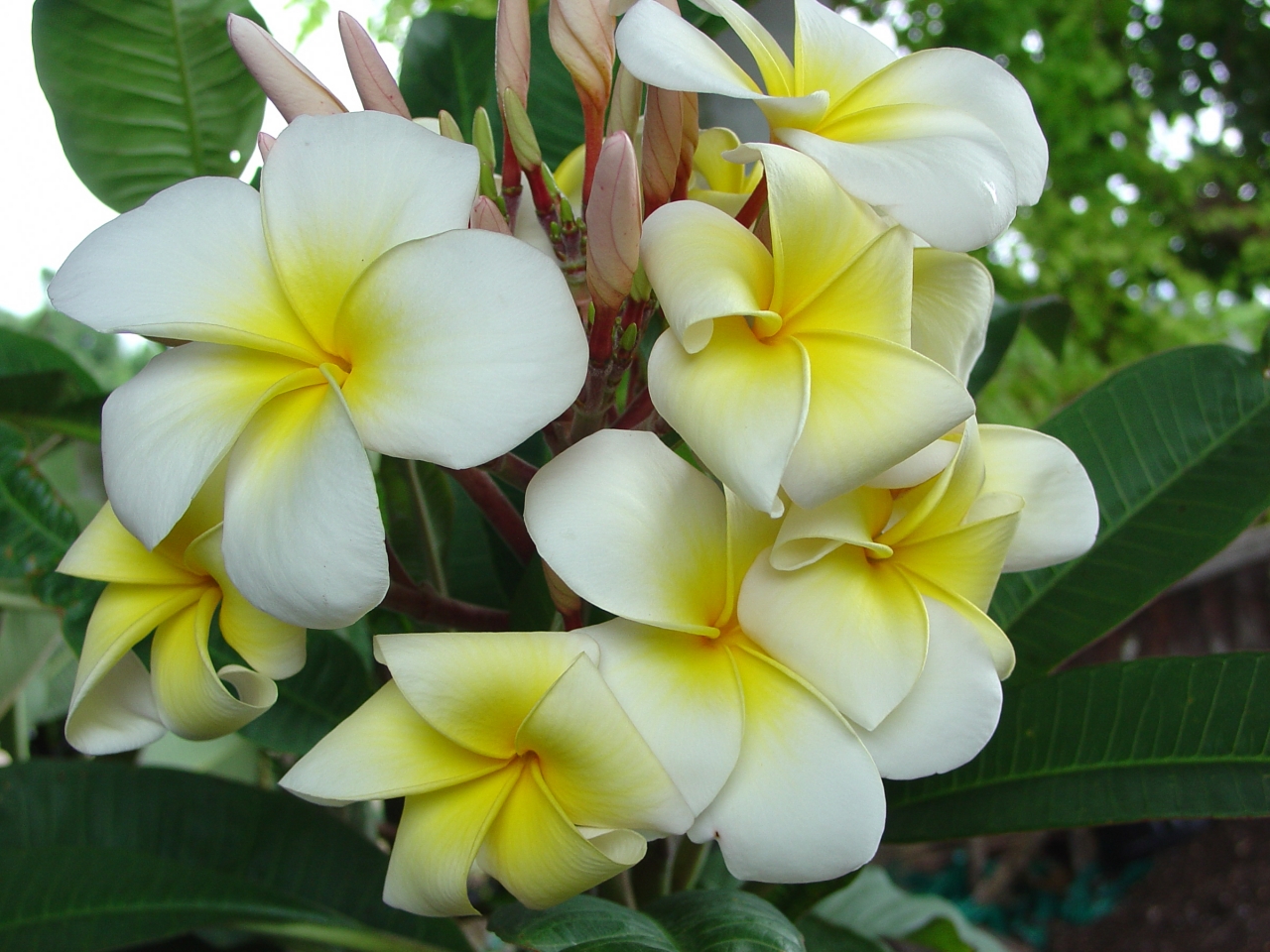 Tex Huestis plumeria photo