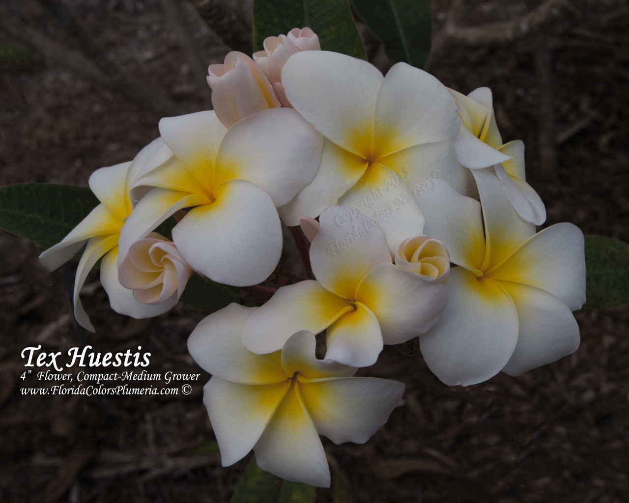 Tex Huestis plumeria photo