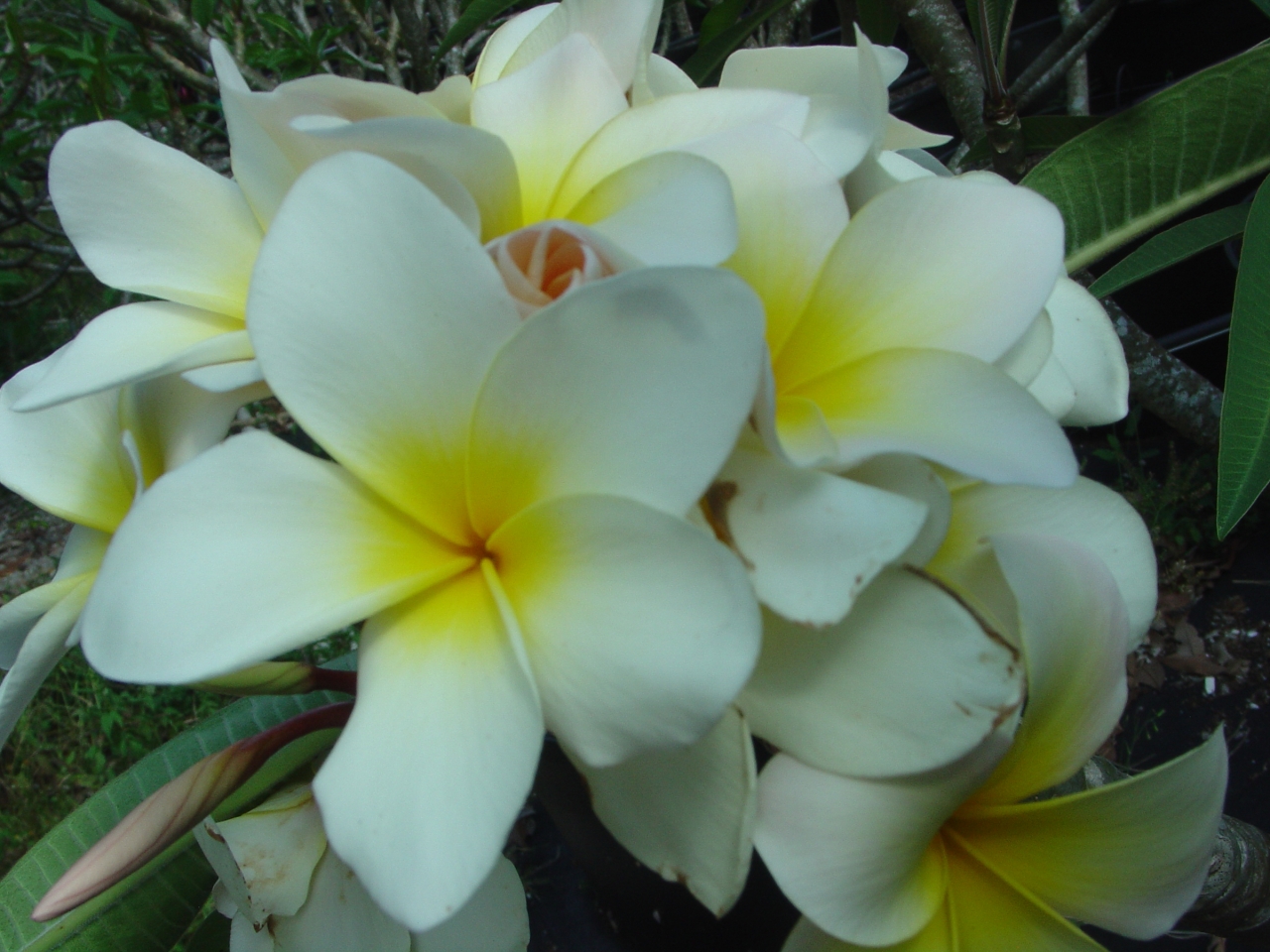 Tex Huestis plumeria photo