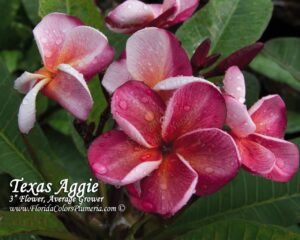Texas Aggie plumeria photo