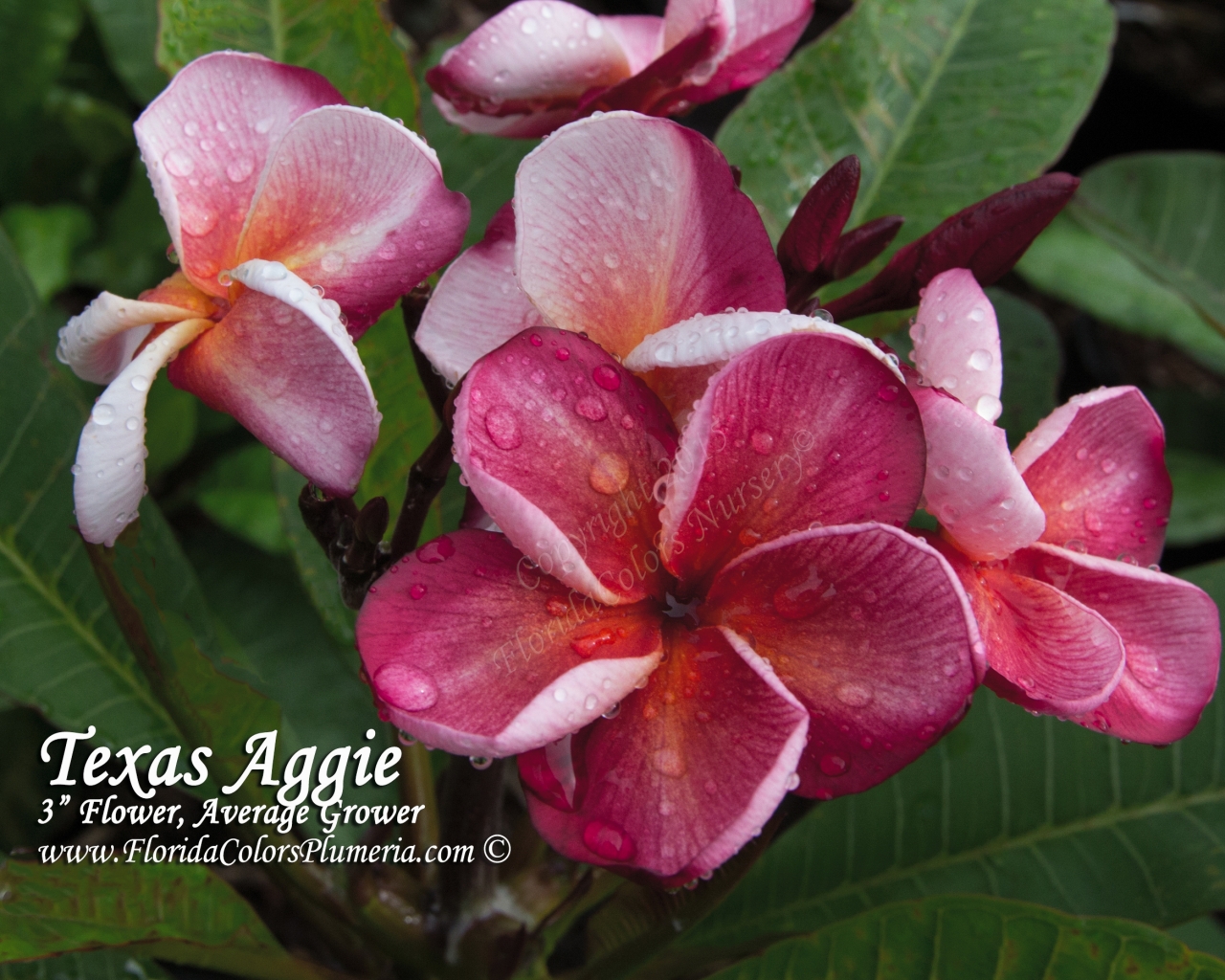 Texas Aggie plumeria photo