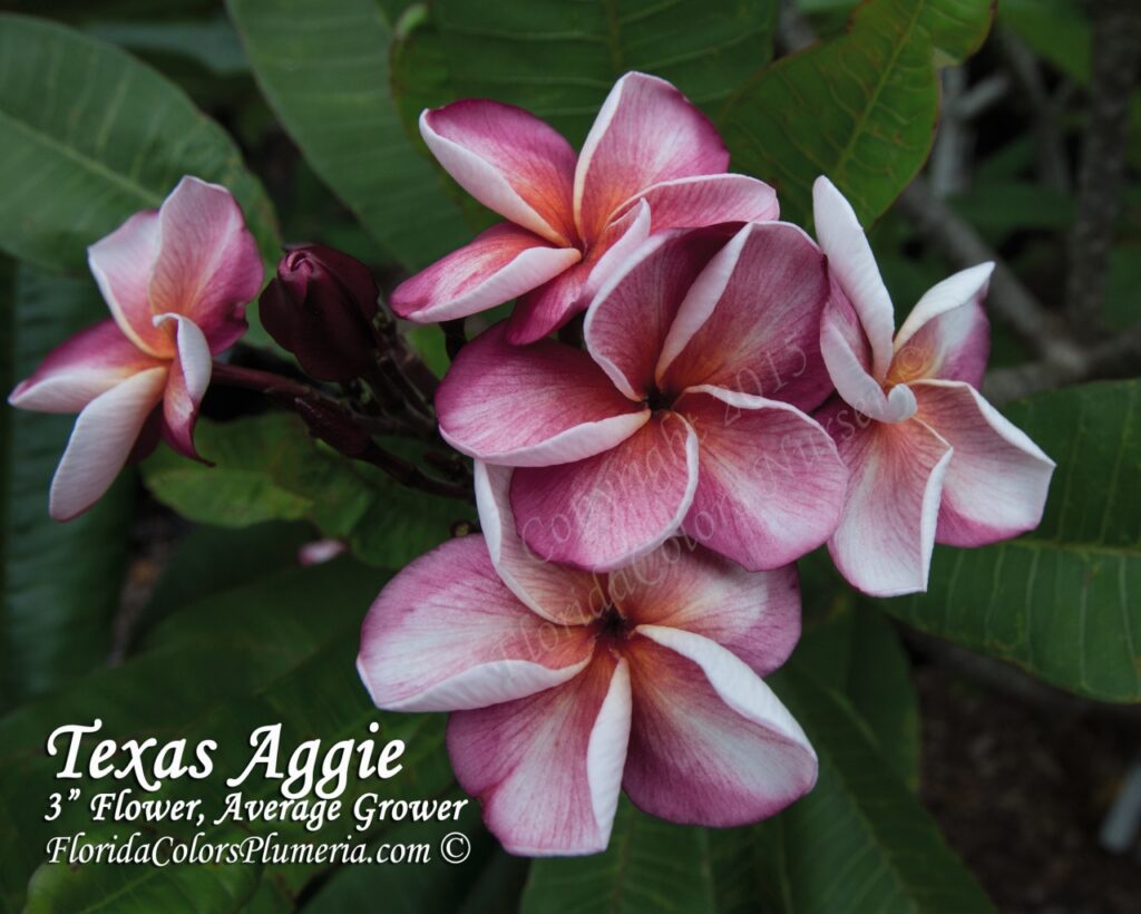 Texas Aggie plumeria photo