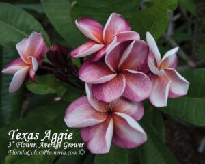 Texas Aggie plumeria photo