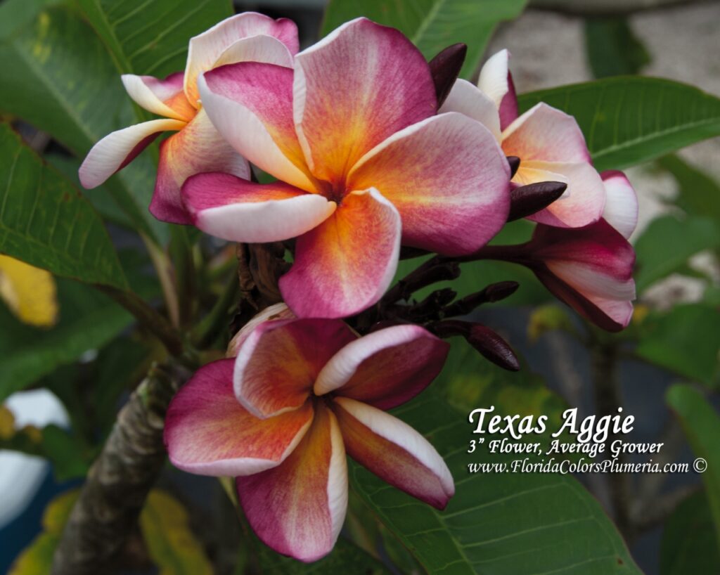 Texas Aggie plumeria photo