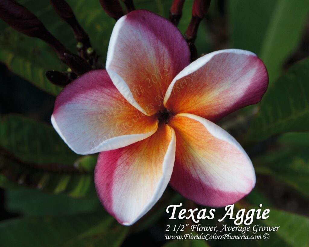 Texas Aggie plumeria photo