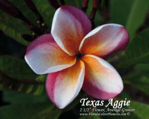 Texas Aggie plumeria photo