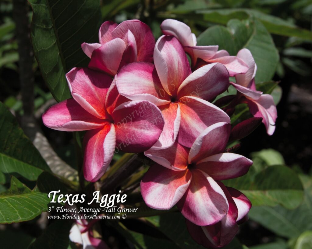 Texas Aggie plumeria photo