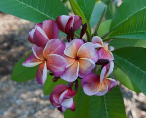 Texas Aggie plumeria photo