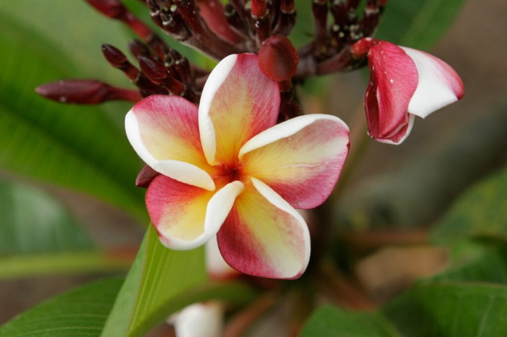 Texas Aggie plumeria photo