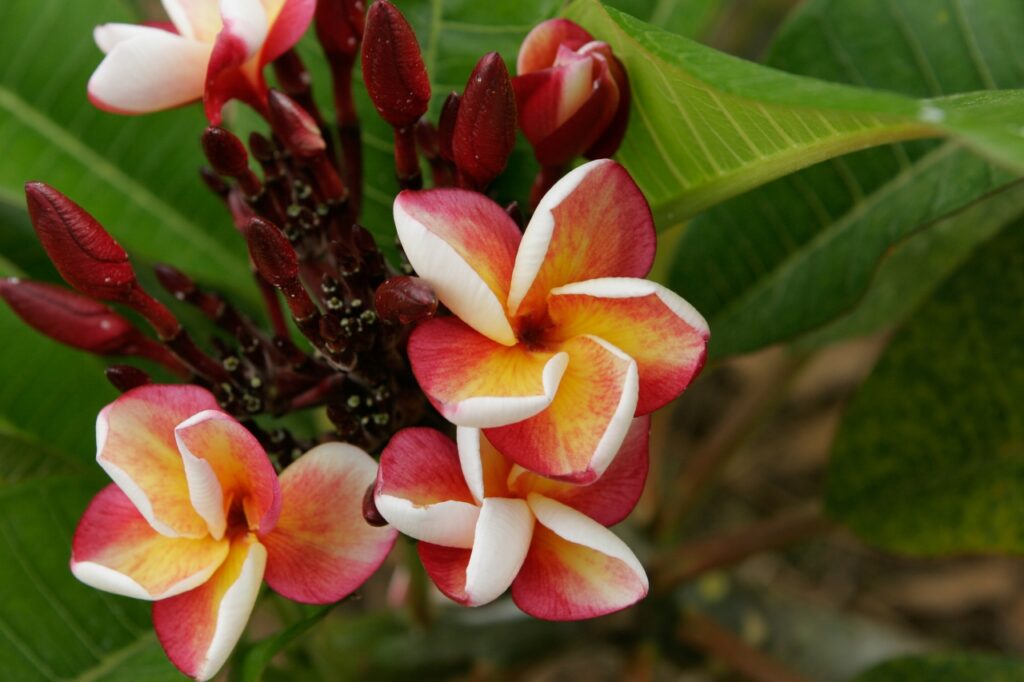 Texas Aggie plumeria photo