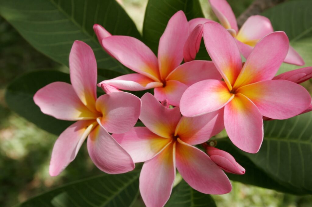 Texas Fiesta plumeria photo