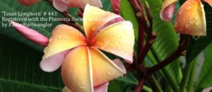 Texas Longhorn plumeria