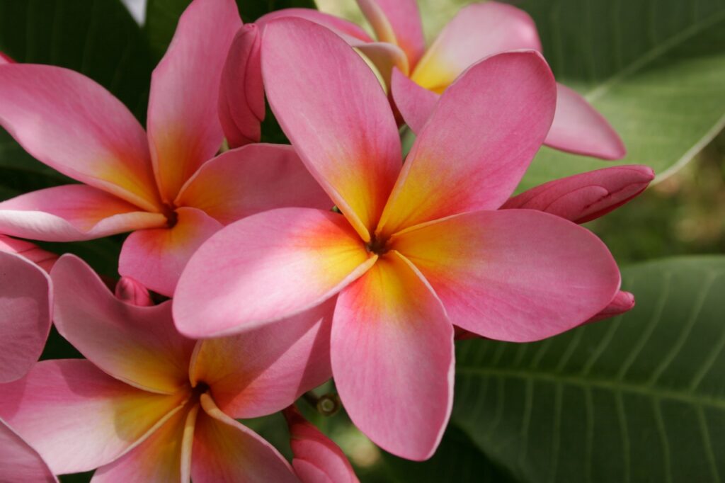 Texas Fiesta plumeria photo