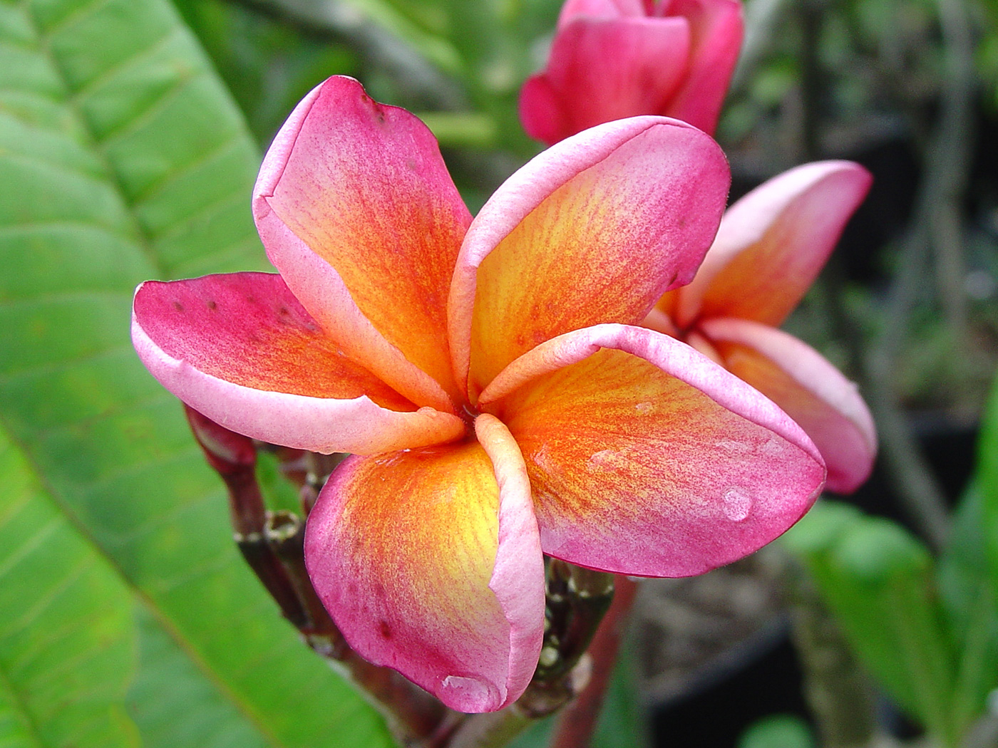 Akha plumeria photo