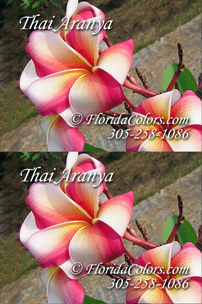 Aranya plumeria photo