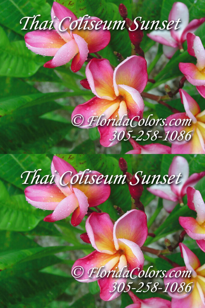 Coliseum Sunset plumeria photo