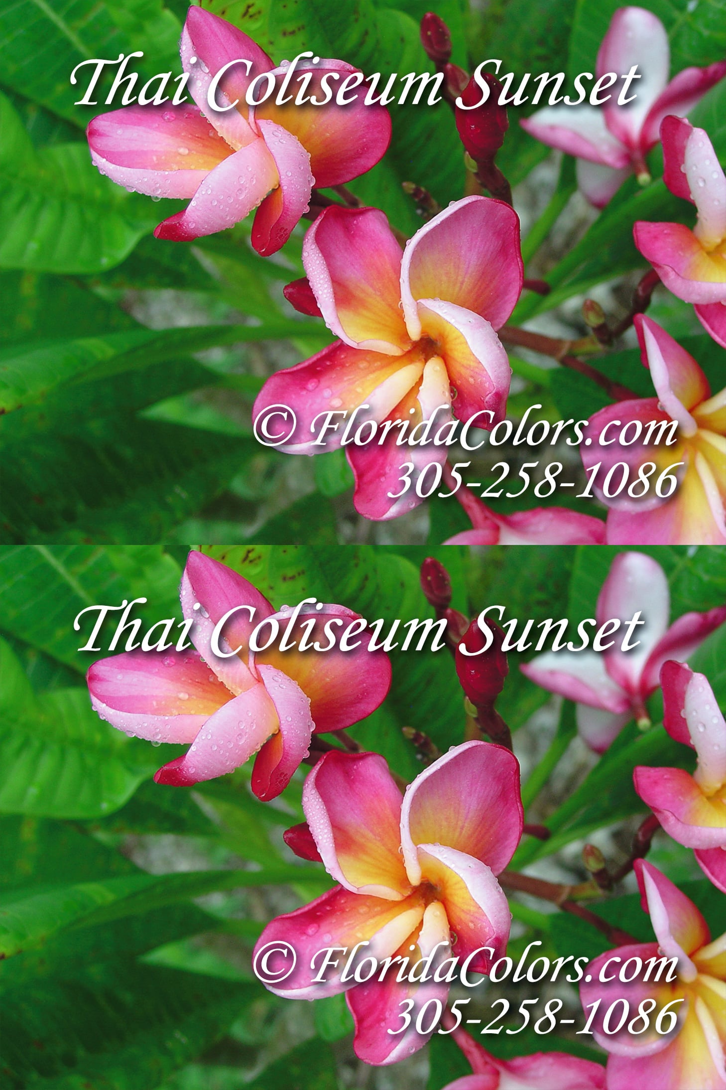 Coliseum Sunset plumeria photo
