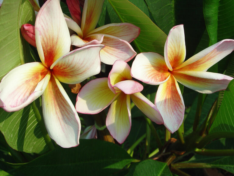Coral Cream plumeria photo