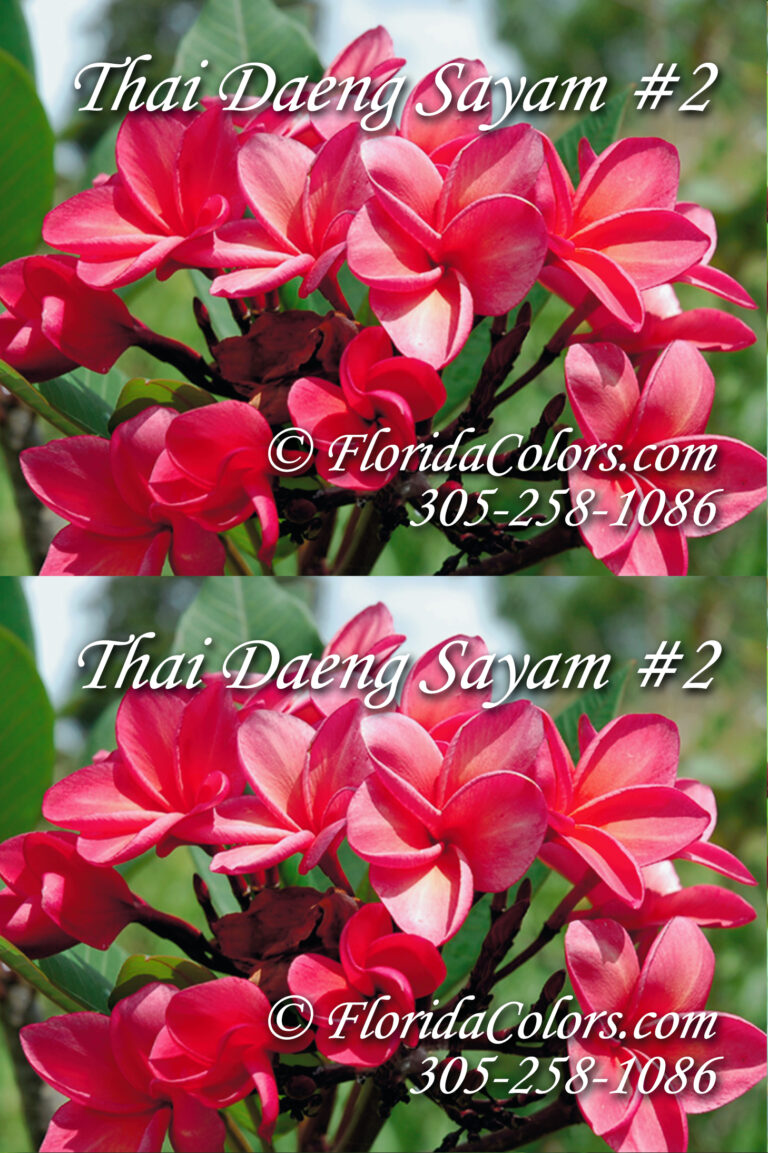Daeng Sayam #2 plumeria photo