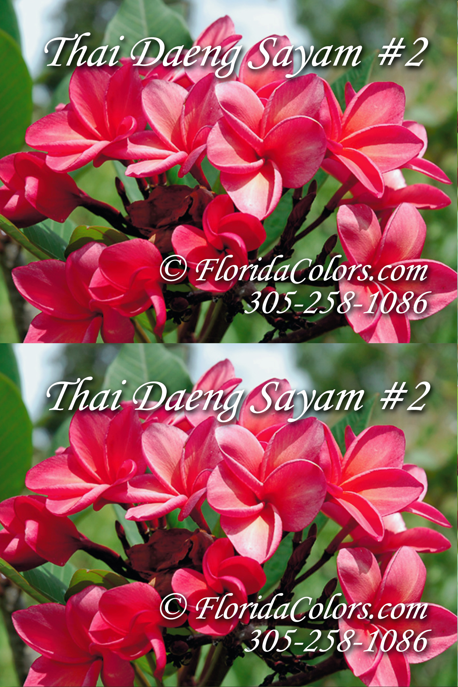 Daeng Sayam #2 plumeria photo