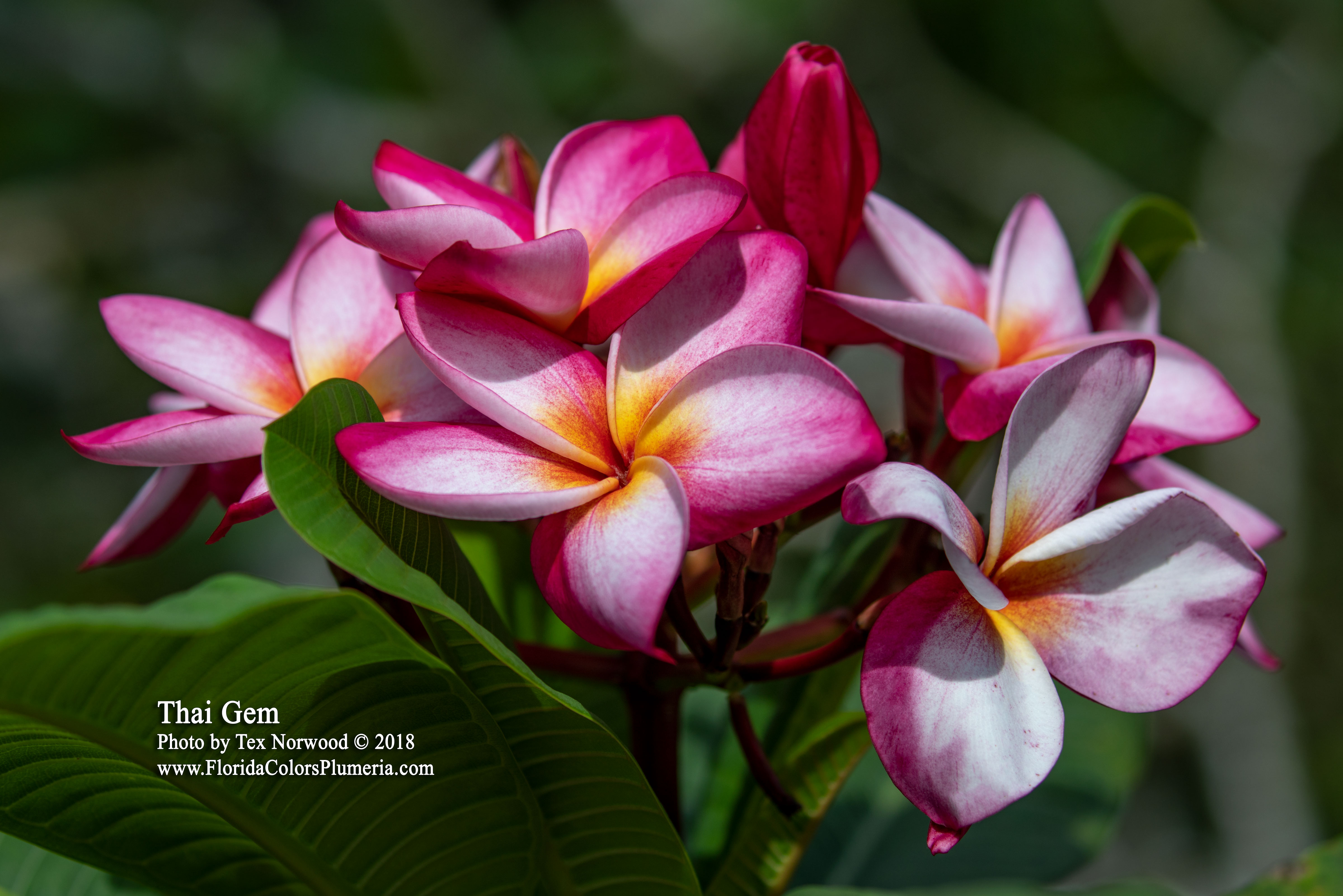 Thai Gem plumeria photo