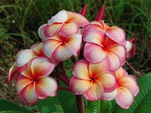 Thong Tavee Koon - J4 plumeria photo