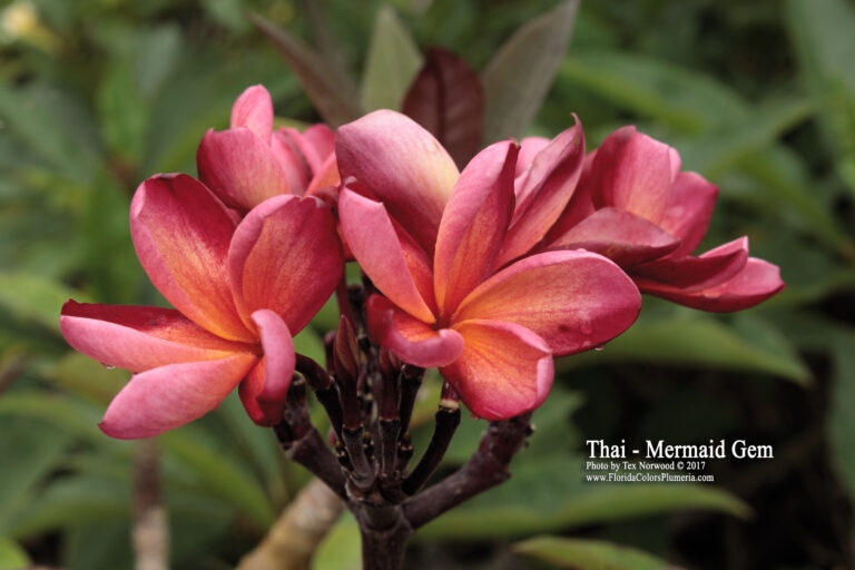 Thai Mermaid Gem plumeria photo