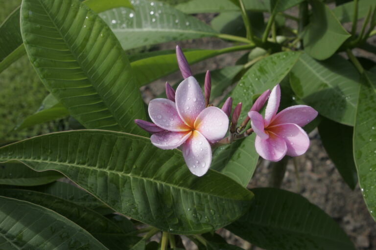 New Purple plumeria photo