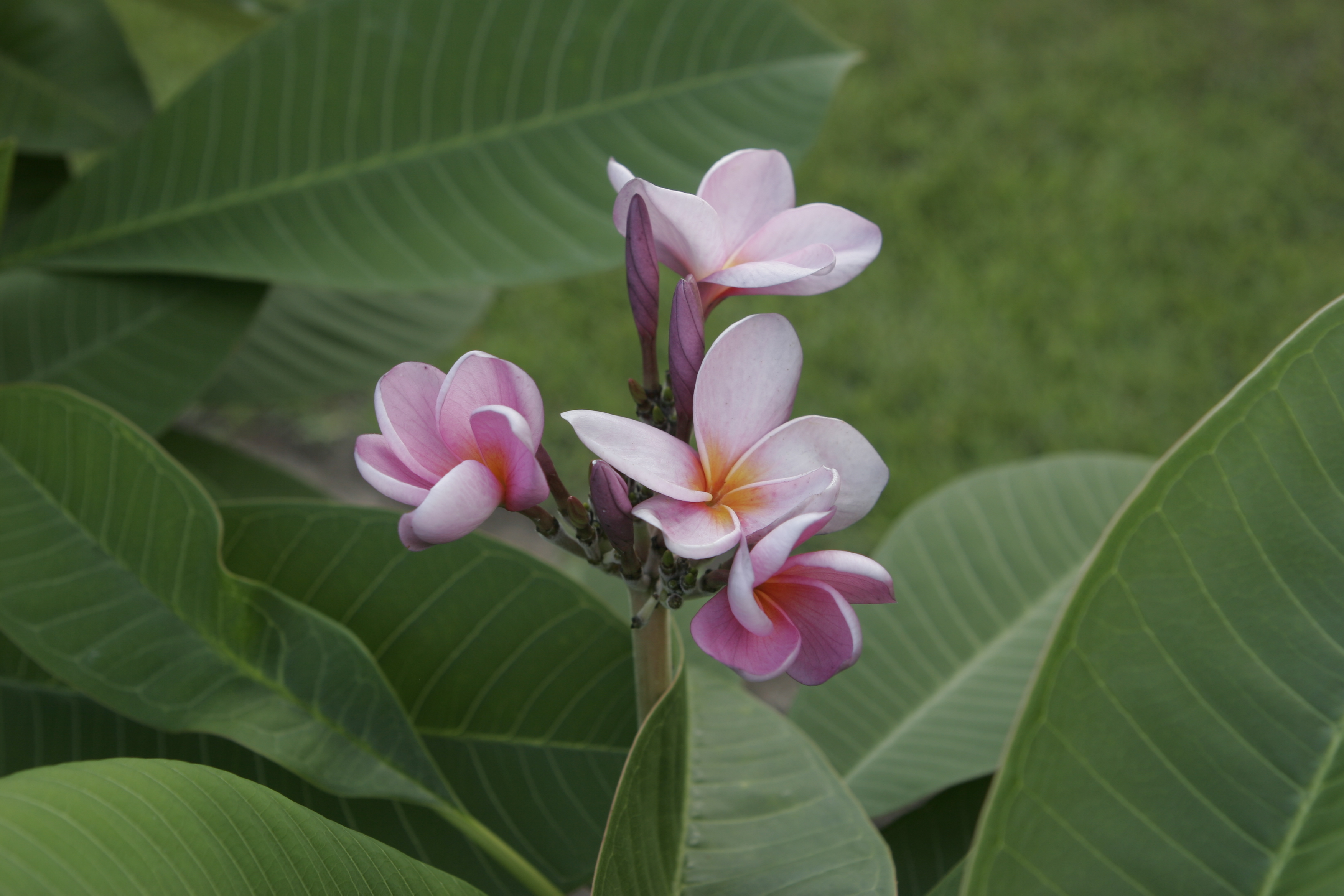 New Purple plumeria photo