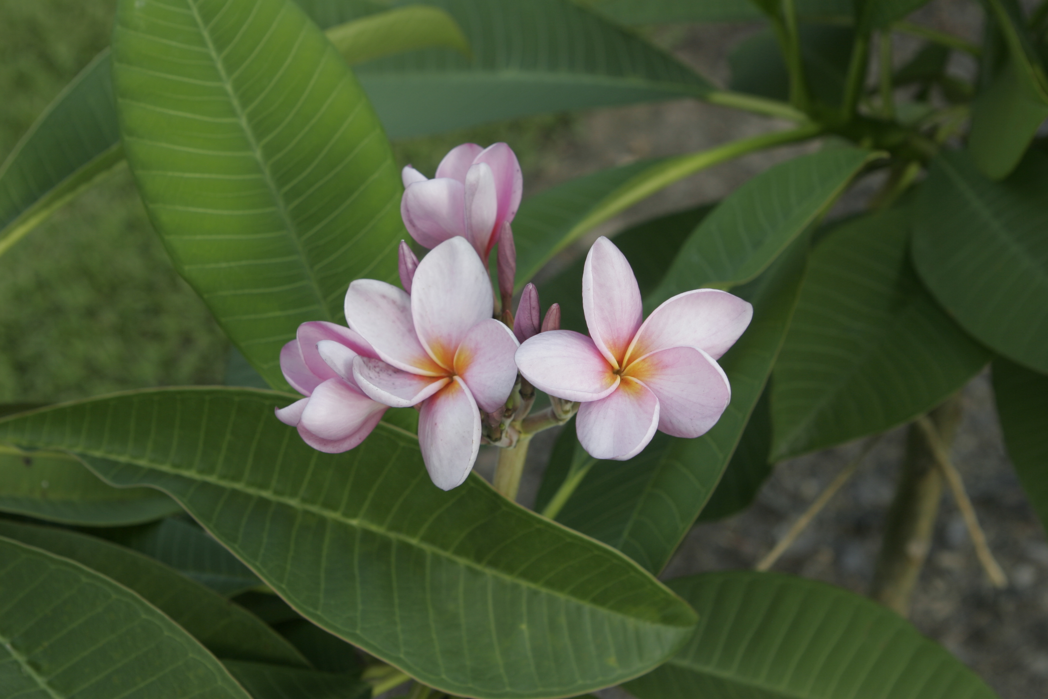 New Purple plumeria photo