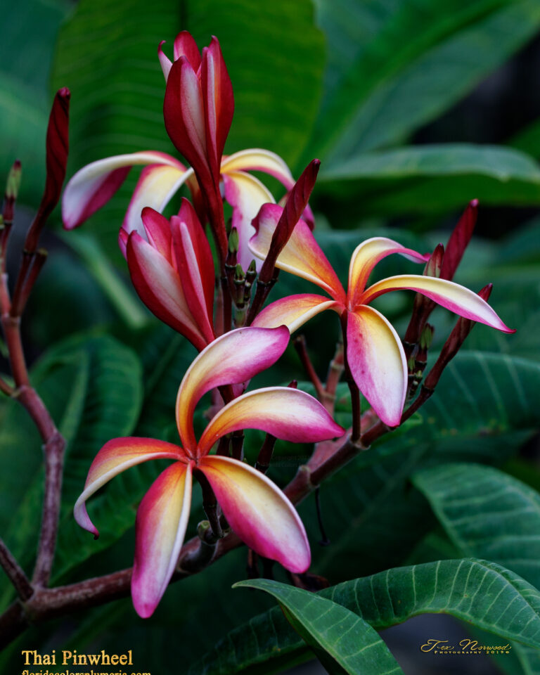 Thai Pinwheel Rainbow plumeria flower