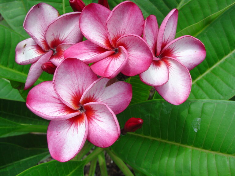 Thai Tornado plumeria photo