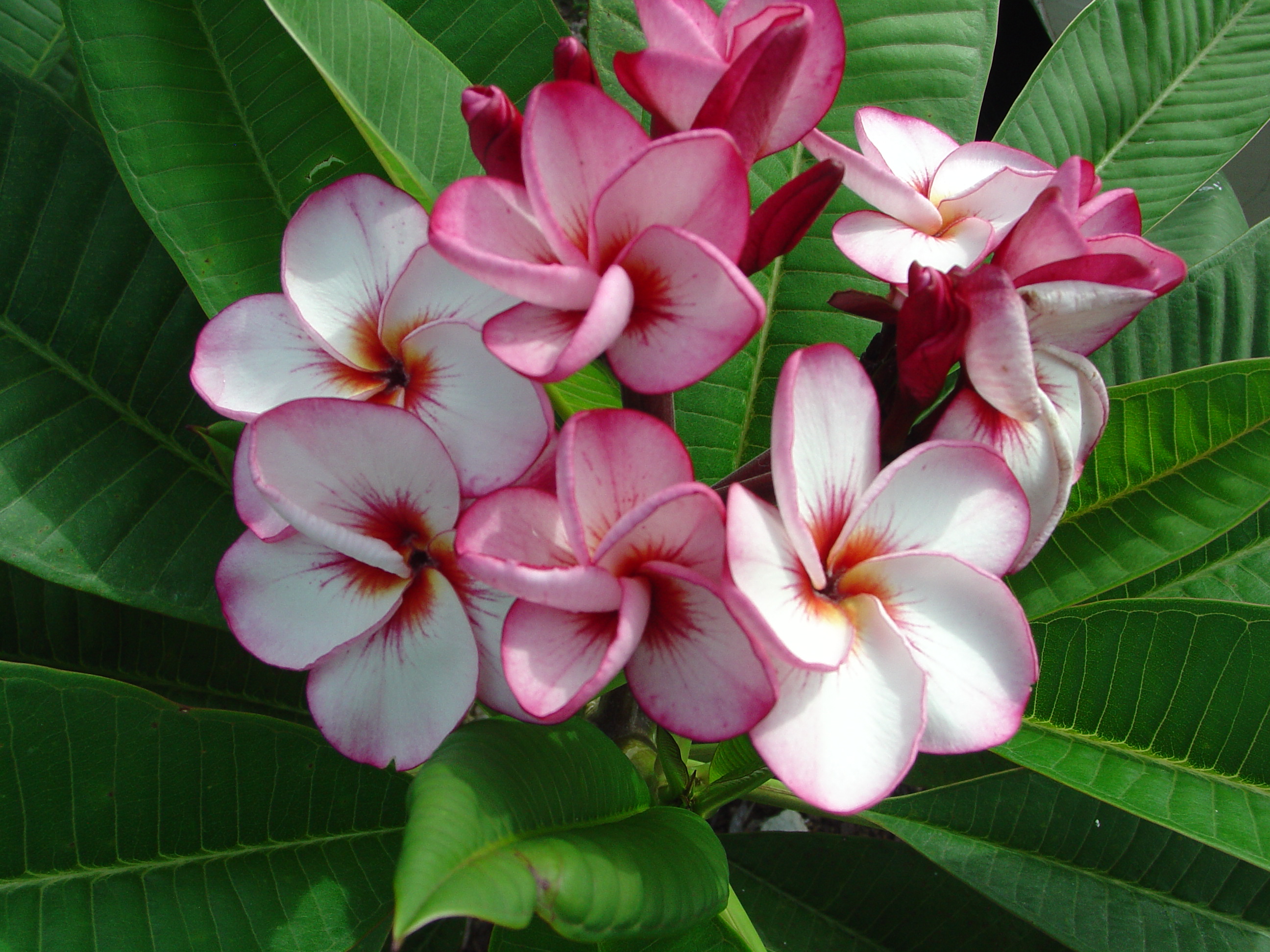 Thai Tornado plumeria photo