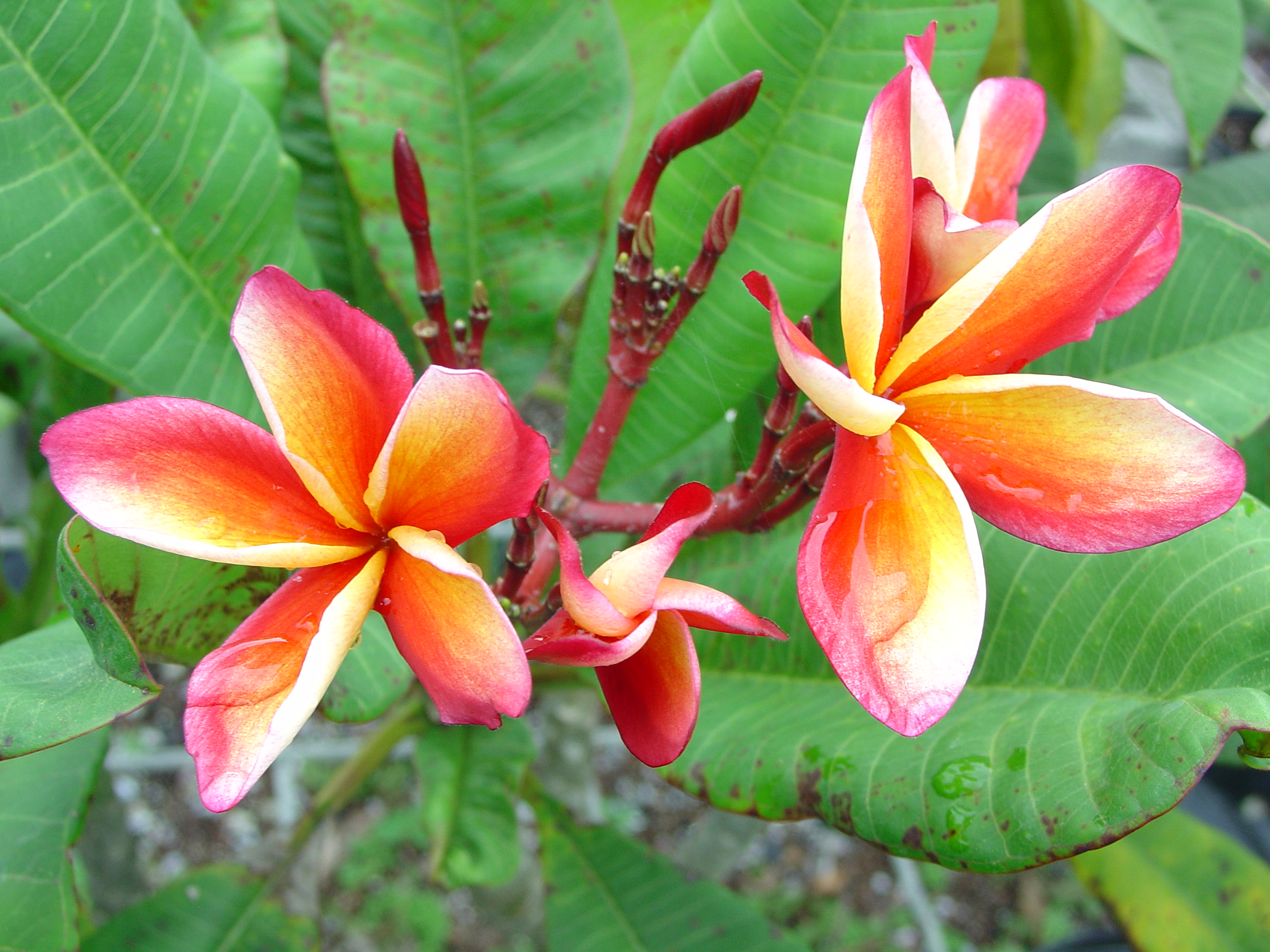 Thai Yellow Red plumeria photo
