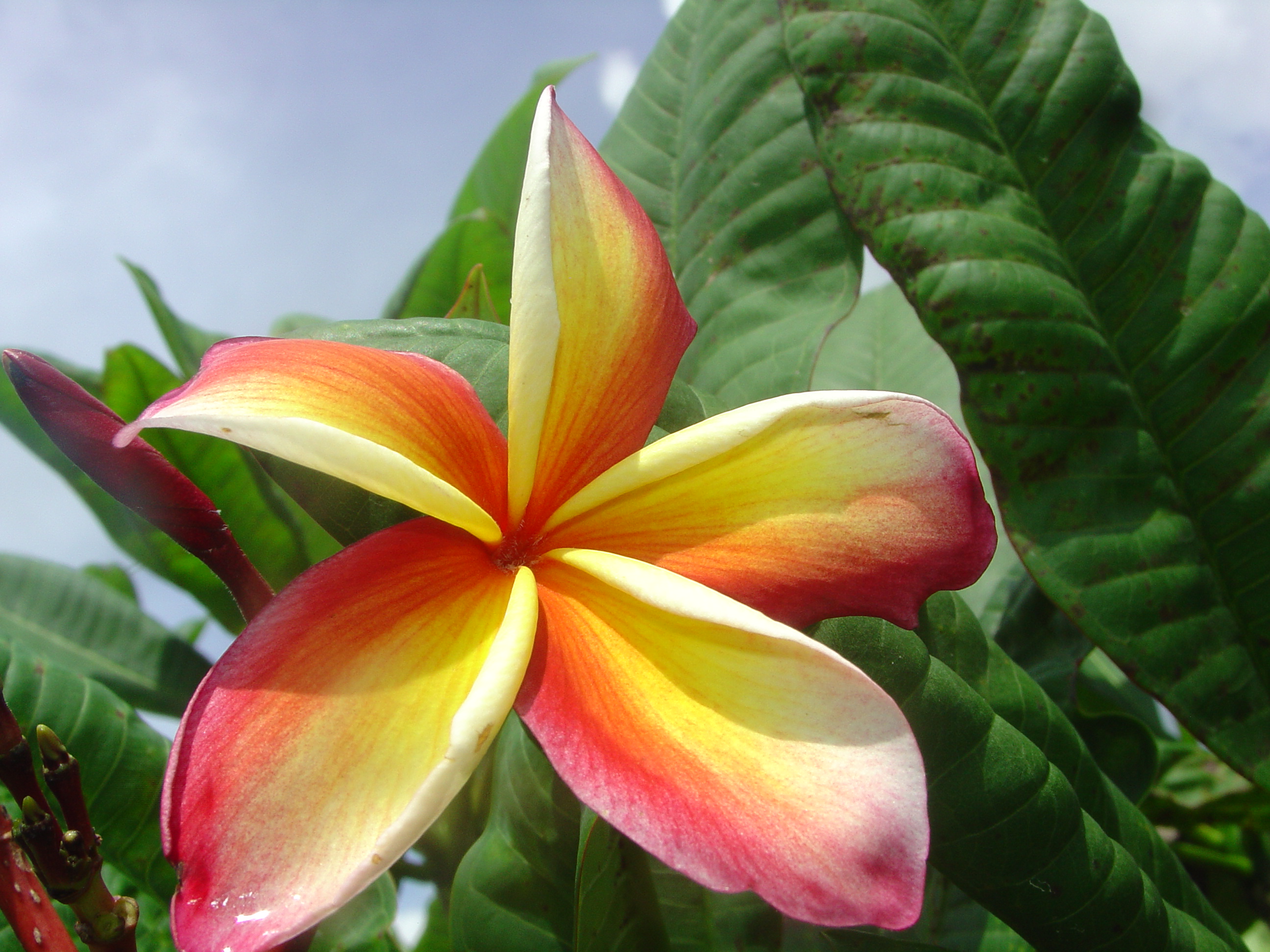 Thai Yellow Red plumeria photo